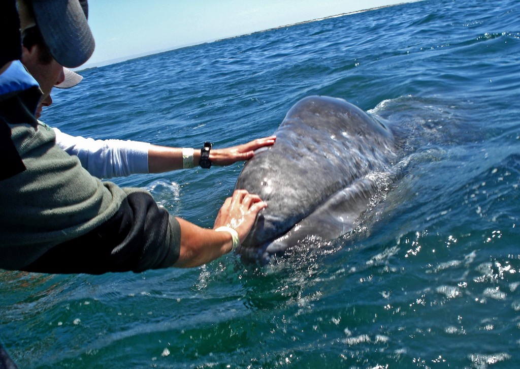 Yes, the whales really get this close and this is only a portion of his head. They are huge! 