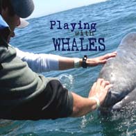 Whale Watching Baja Style – Our Guest Blog at OneTravel.com!