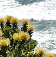 Peace & Serenity By The Shores Of Southern California