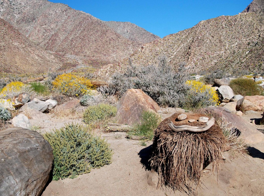 Borrego Palm Canyon