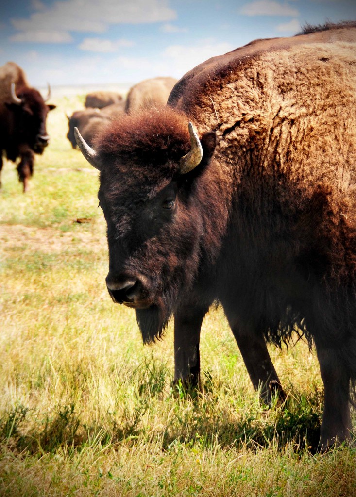 Beers and Beans I Left My Heart in Badlands National