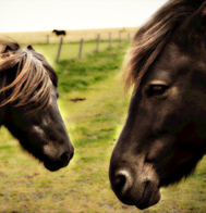 Iceland Culture|The Icelandic Horse
