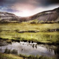 Swans-in-Iceland-smallerforBnB