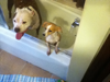 Review of My Vacation travel app wpid thumb Chachy and Sonny in their first nude shower scene3 Review of My Vacation travel app
