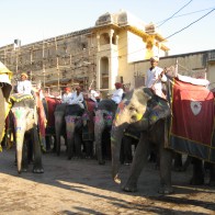 Elephants in the streets of India.