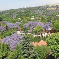 Jacaranda trees in joburg(3)