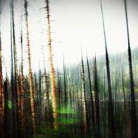 Farewell-Yellowstone-smallerforBnB
