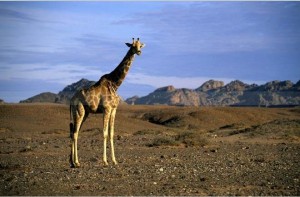 Namibia Giraffe Namibia Giraffe 300x197 Now where even is Namibia?