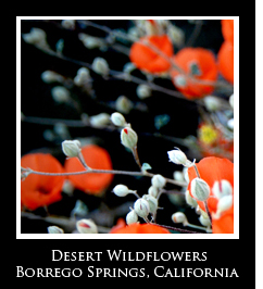 anzaborregodesert196x196 copy anzaborregodesert196x196 copy1 Photo Essays