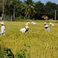 Farmers in a Paddy field, near Nha Trang, Vietnam.