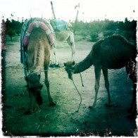 Camels in Marrakesh, Morocco
