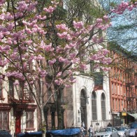 A library in Spring in New York City.