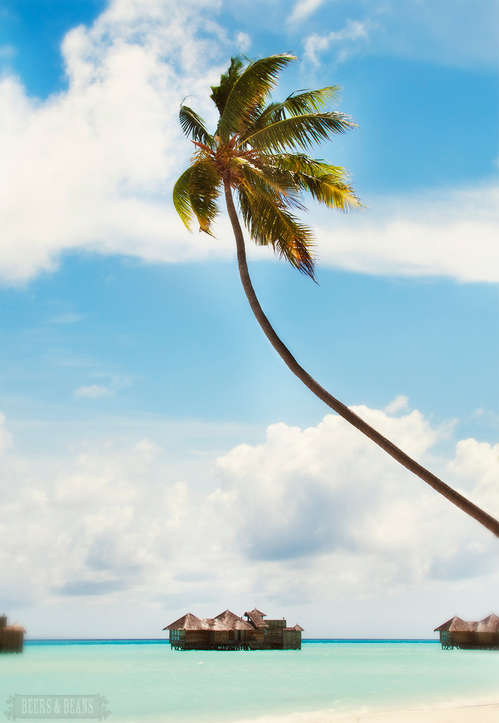 Beers and Beans | Swaying Palm Tree in Maldives - Travel photo of the week