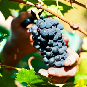 wwoof 3