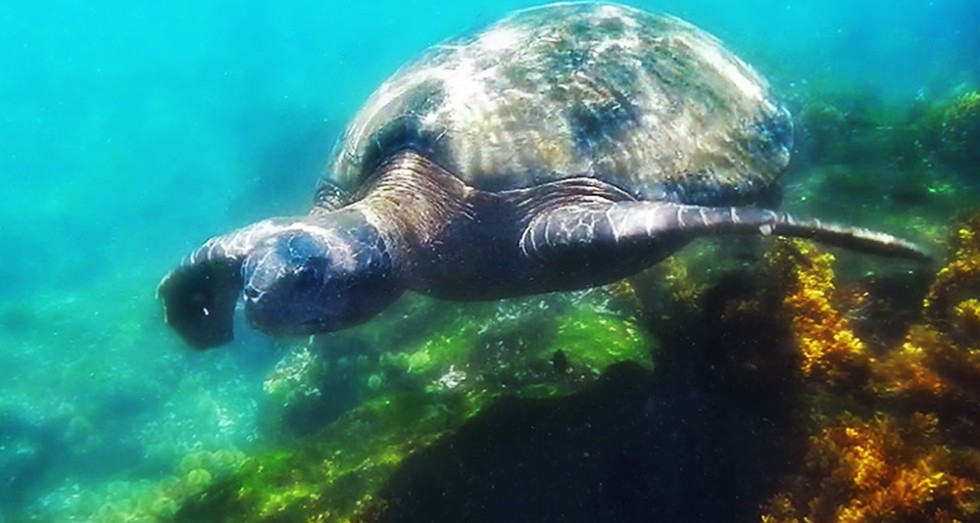 Galapagos wildlife: green sea turtle swimming over a coral reef.