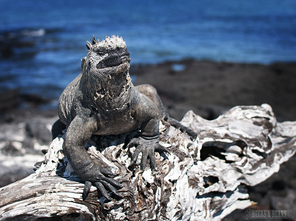 Galapagos wildlife: marine iguana posing in the sun.