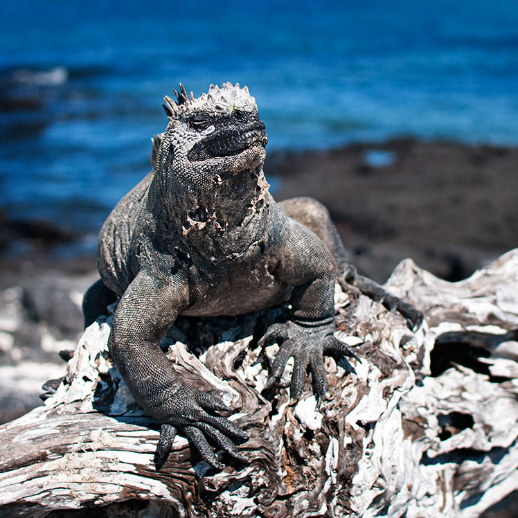 Beers and Beans | Galapagos | Ecuador Travel